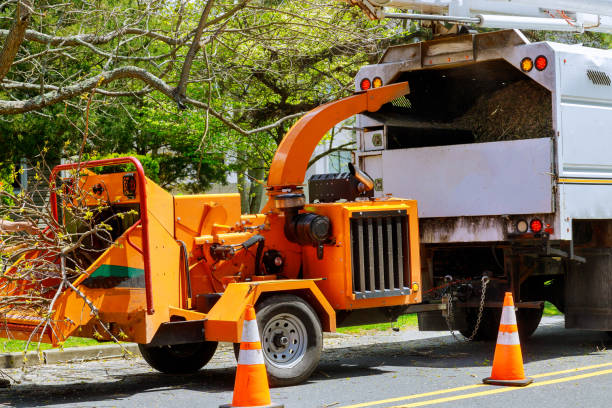 Best Tree Removal Service  in Riverside, UT