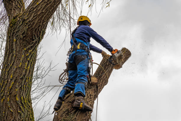 Best Fruit Tree Pruning  in Riverside, UT