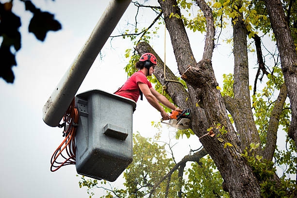 Why Choose Our Tree Removal Services in Riverside, UT?