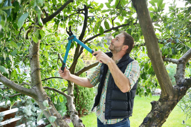 Best Tree Trimming and Pruning  in Riverside, UT